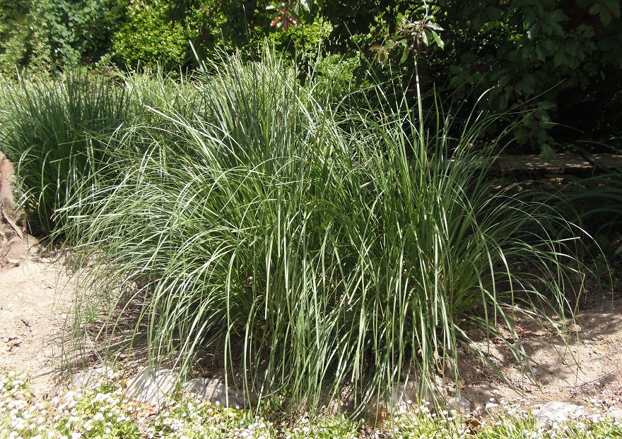 Изображение особи Cortaderia selloana.