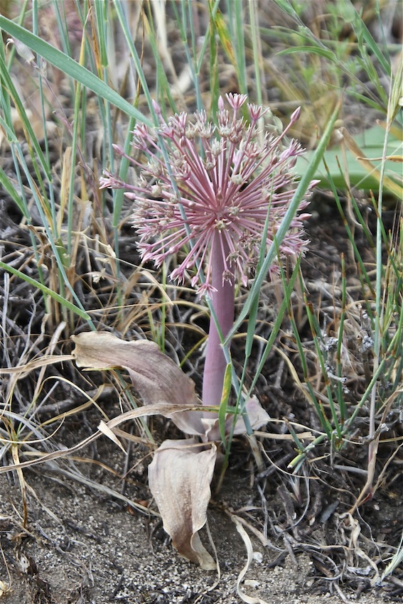 Image of Allium protensum specimen.