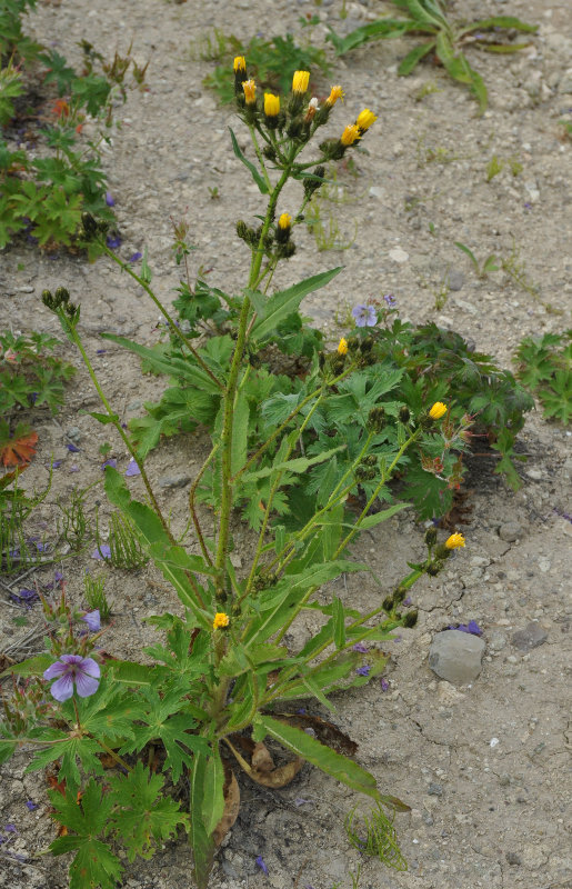 Image of Picris kamtschatica specimen.