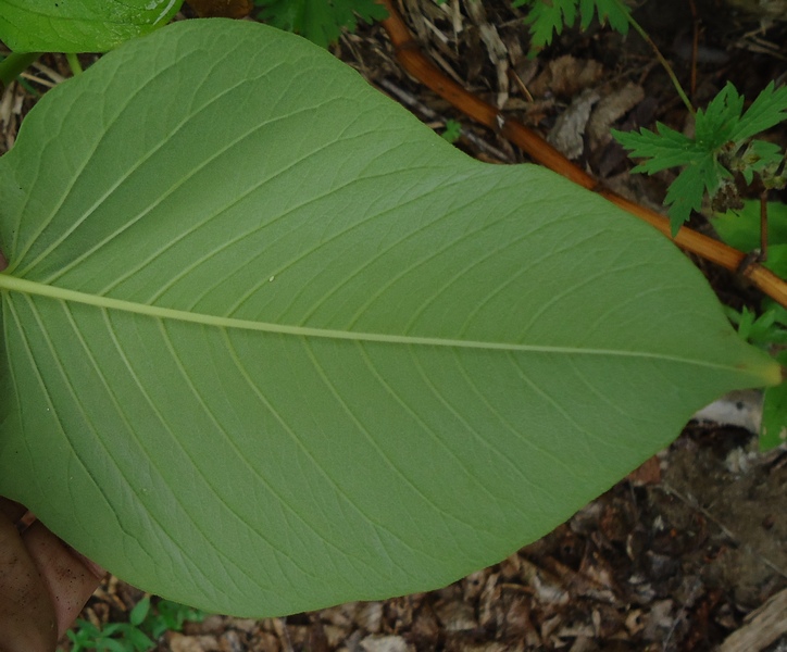 Изображение особи Aconogonon weyrichii.