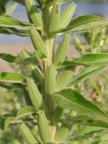 Oenothera villosa