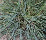 Dianthus carthusianorum