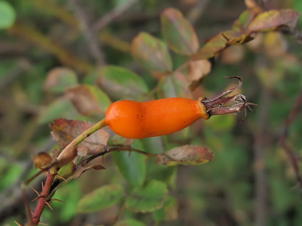 Image of Rosa koreana specimen.