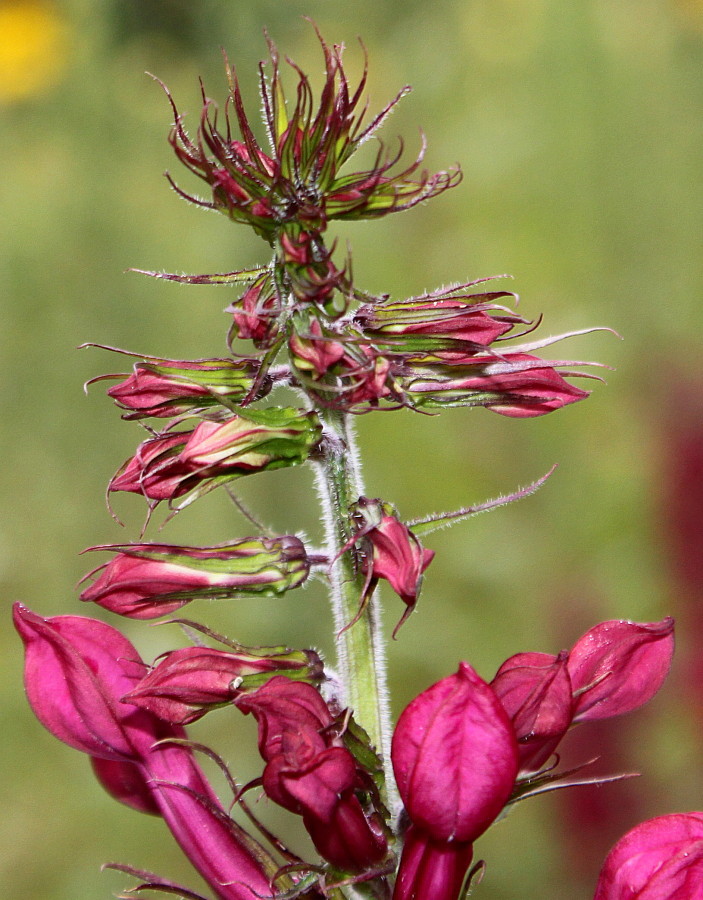 Image of Lobelia &times; speciosa specimen.