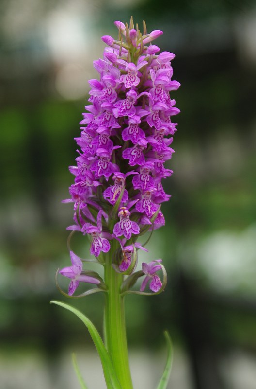 Изображение особи Dactylorhiza baltica.