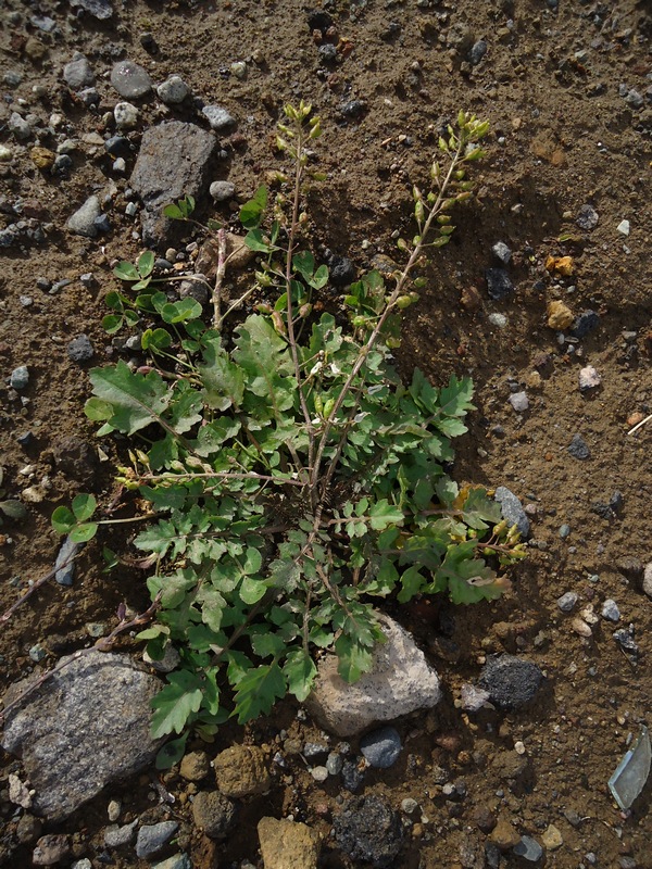 Image of Rorippa palustris specimen.