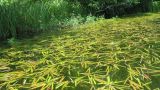 Sagittaria natans