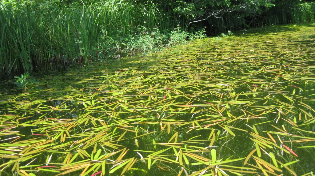 Image of Sagittaria natans specimen.