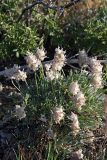 Astragalus schrenkianus