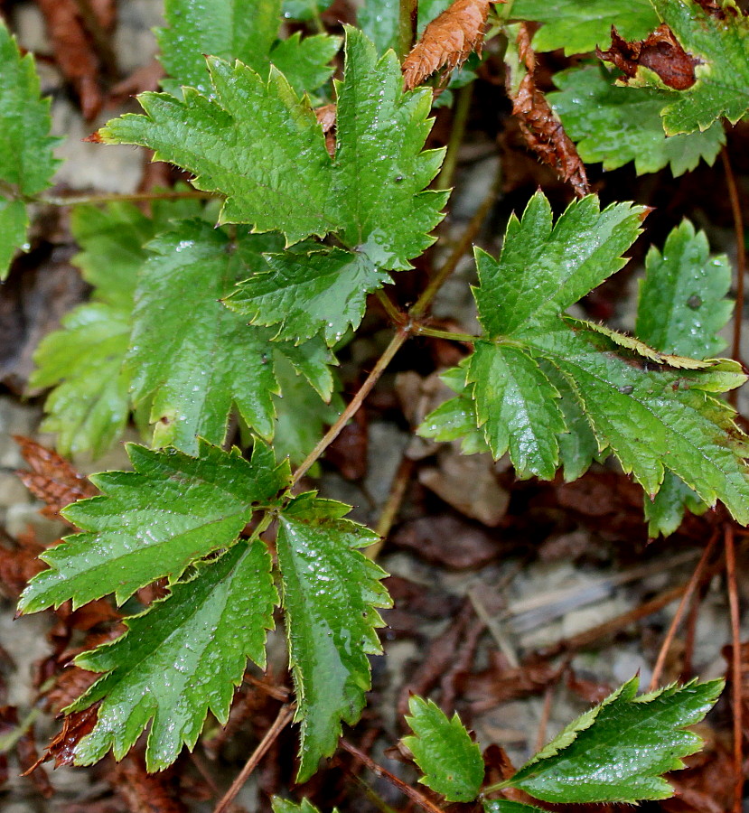 Изображение особи Astilbe chinensis var. davidii.