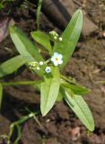 Myosotis palustris