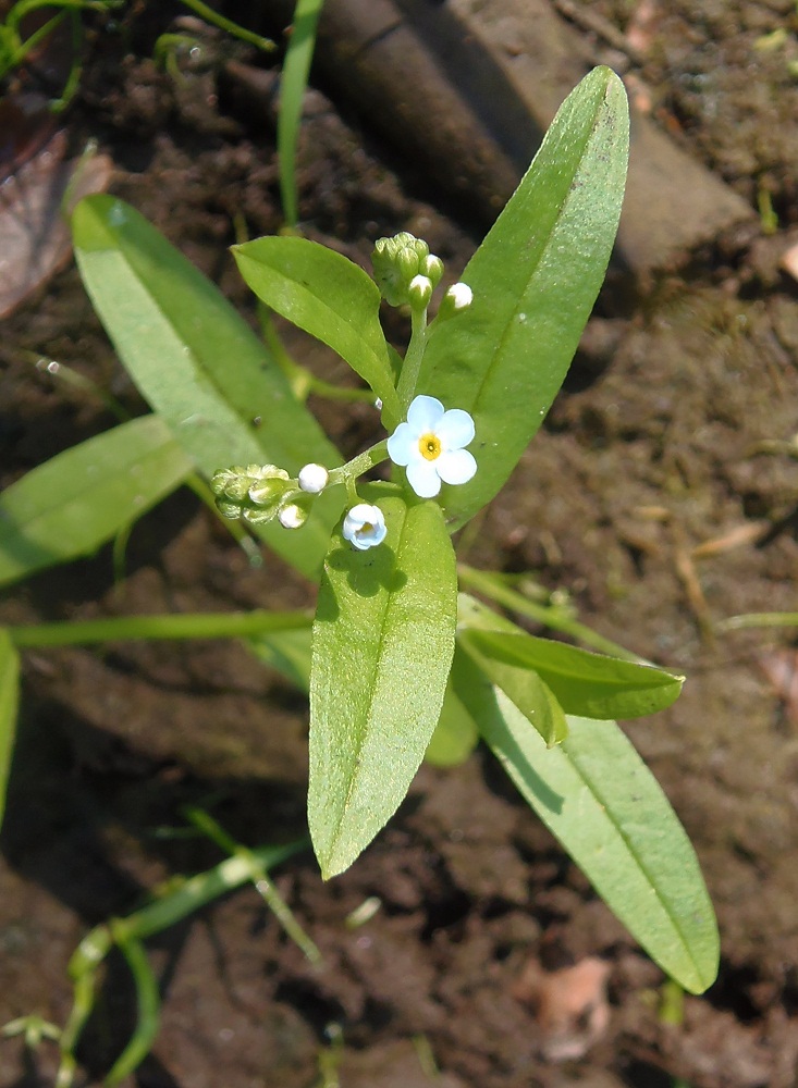 Image of Myosotis palustris specimen.