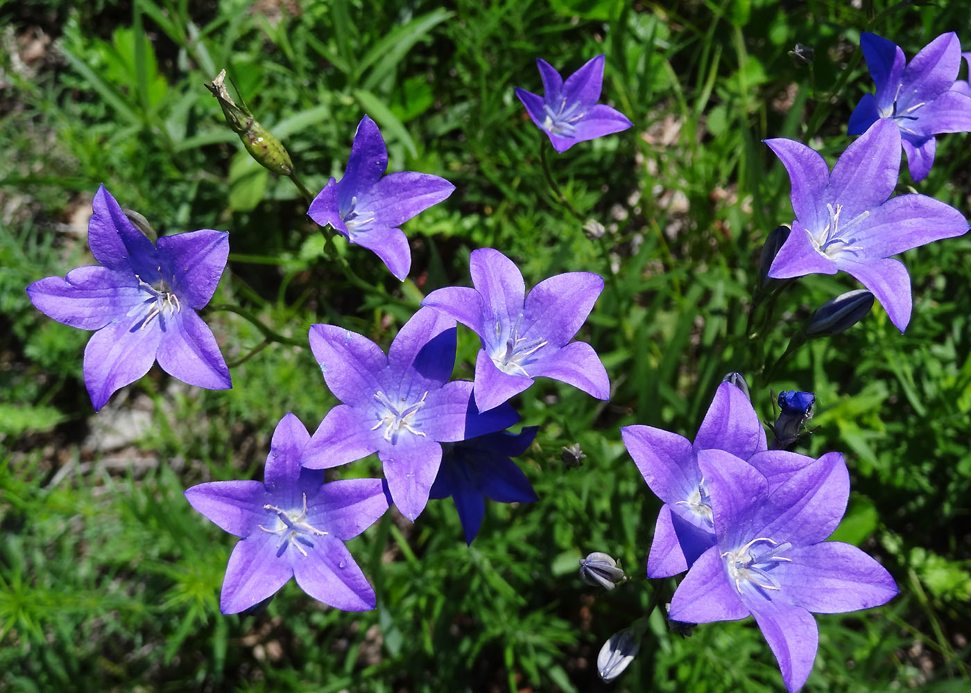 Image of Campanula wolgensis specimen.