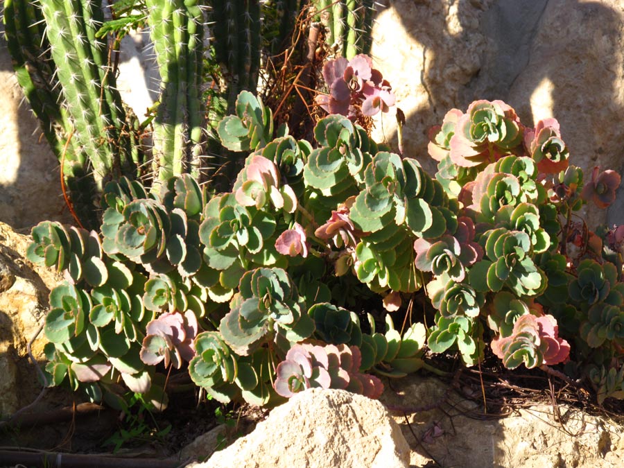 Image of Kalanchoe fedtschenkoi specimen.