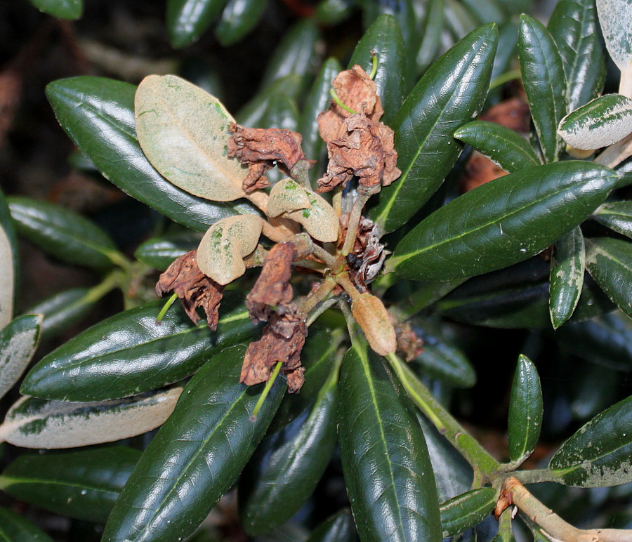Image of Rhododendron yakushimanum specimen.