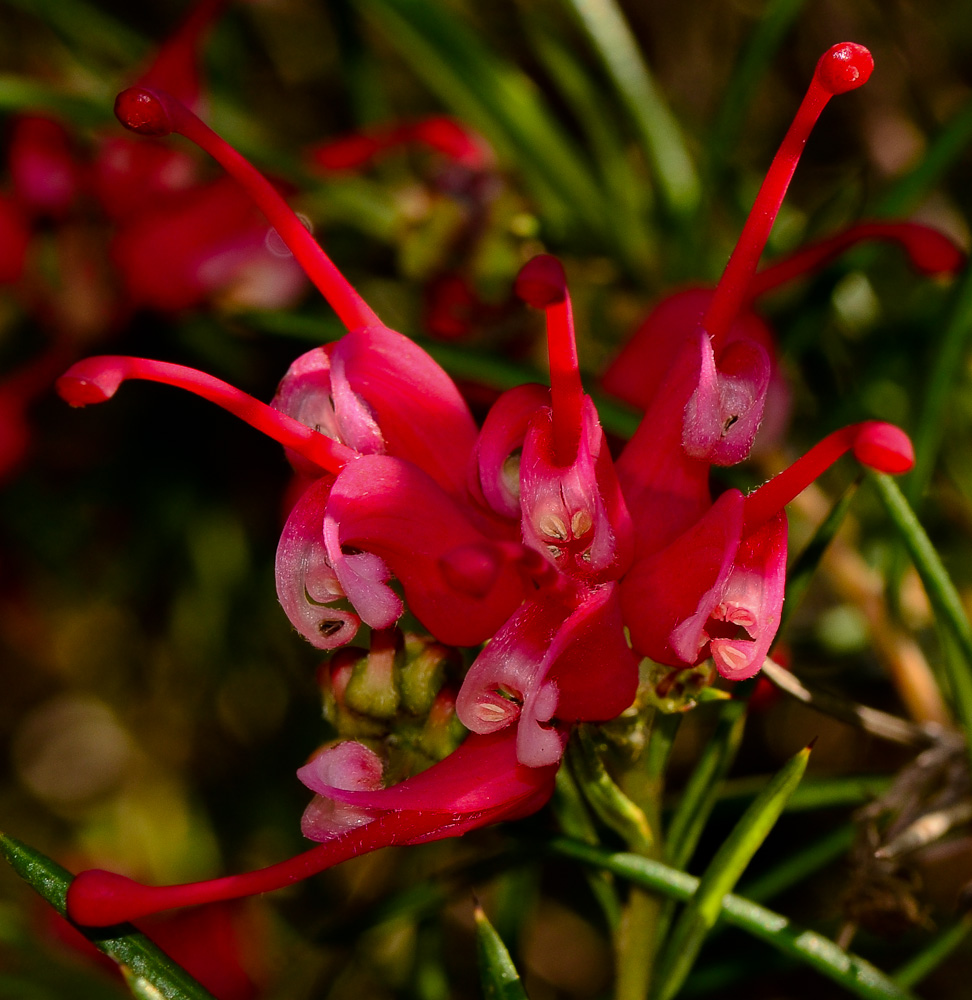 Изображение особи Grevillea rosmarinifolia.