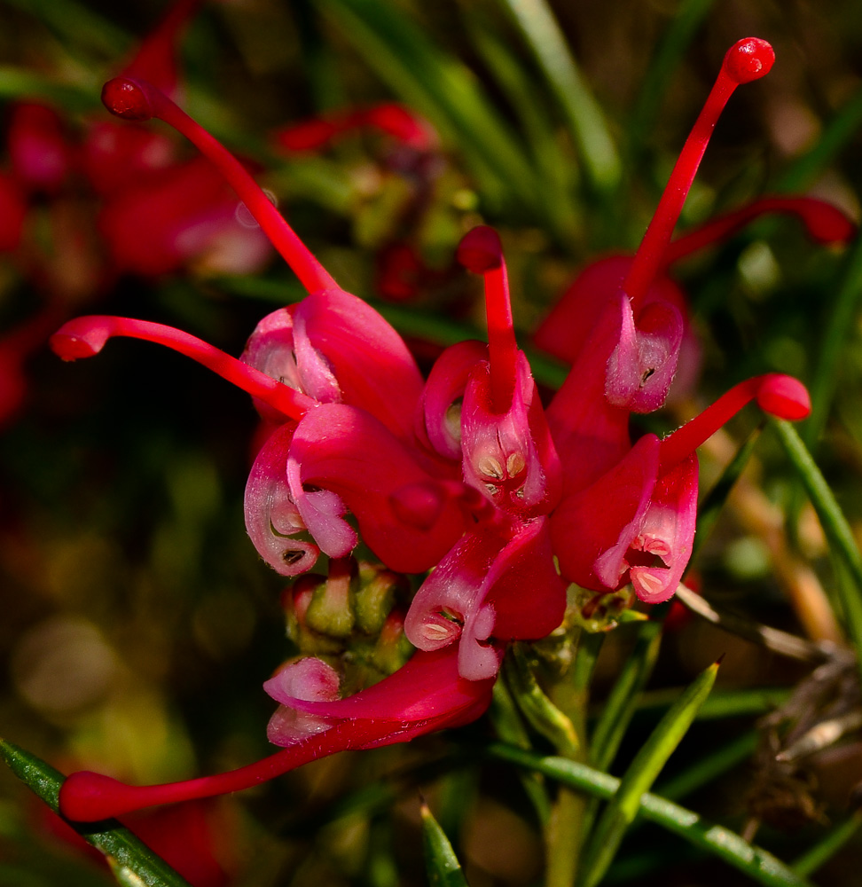 Image of Grevillea rosmarinifolia specimen.