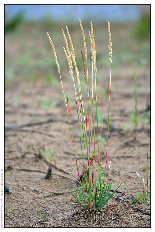 Изображение особи Koeleria glauca.