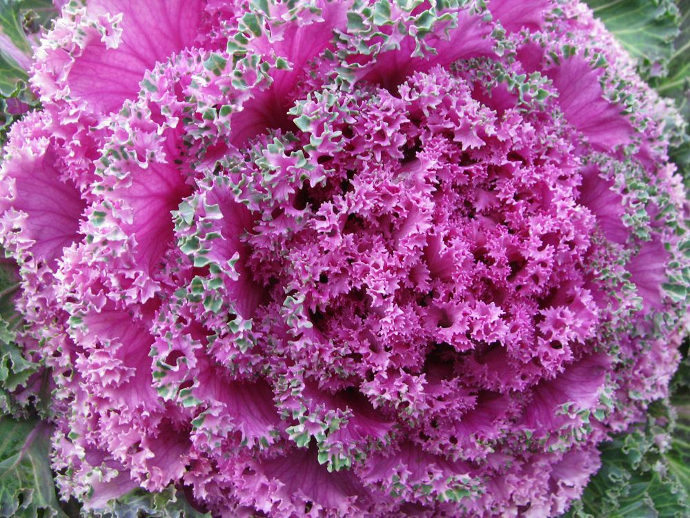 Image of Brassica oleracea var. viridis specimen.