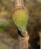Image of taxon representative. Author is Валерий Куделя
