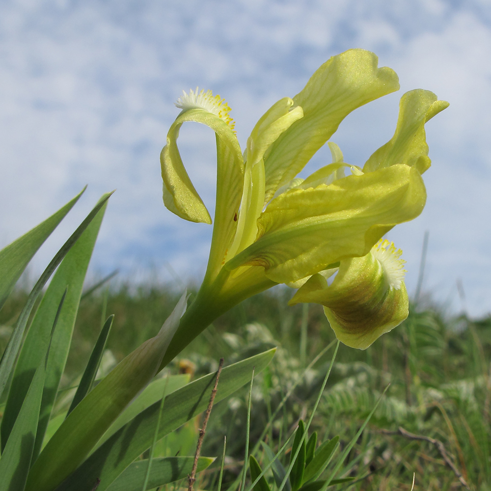 Image of Iris pumila specimen.