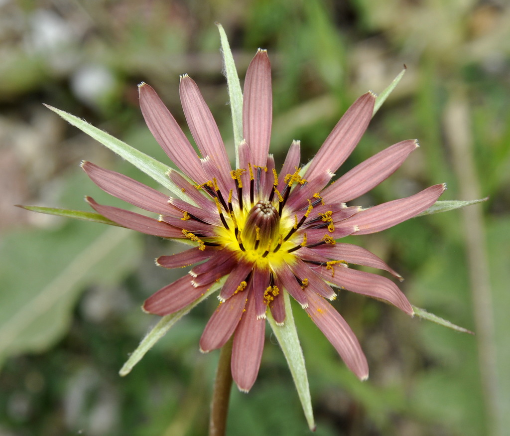 Image of Tragopogon samaritanii specimen.