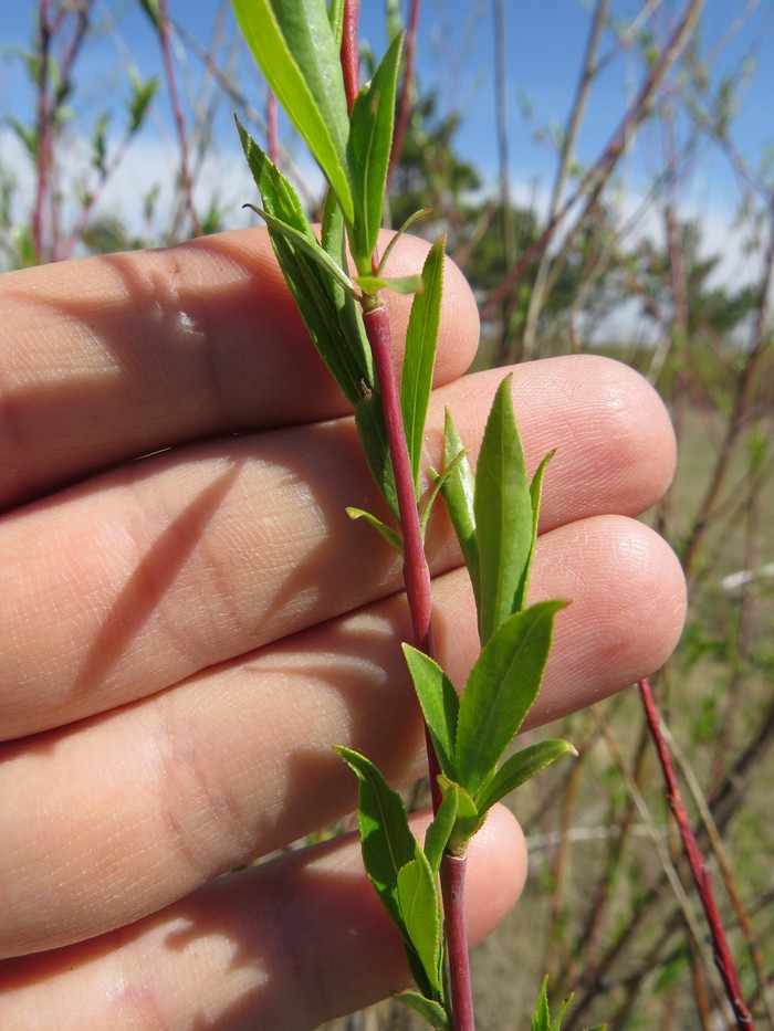 Image of Salix acutifolia specimen.