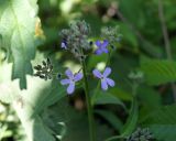 Hesperis matronalis