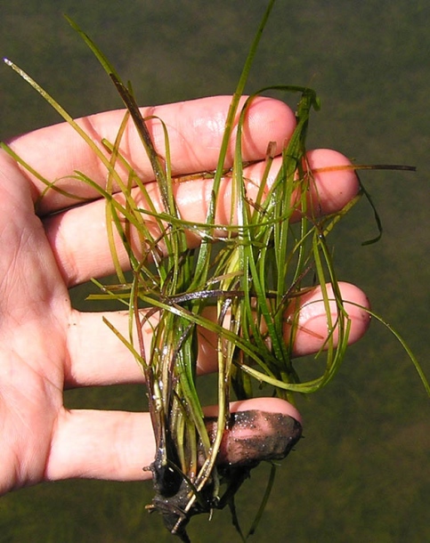 Image of Zostera japonica specimen.