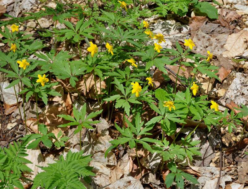 Image of Anemone ranunculoides specimen.