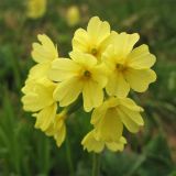 Primula poloninensis. Цветки. Украина, Ивано-Франковская обл., Верховинский р-н, хр. Черногора, гора Смотрич, субальпийский луг, около 1800 м н.у.м. 5 июня 2009 г.