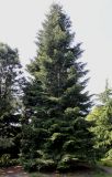 Abies grandis. Взрослое растение. Германия, г. Дюссельдорф, Ботанический сад университета. 04.05.2014.