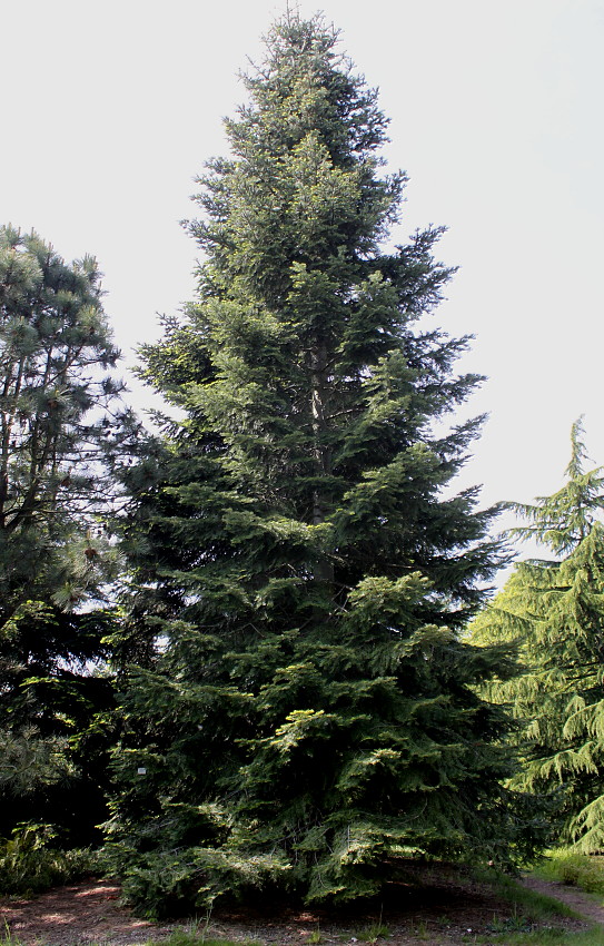 Image of Abies grandis specimen.