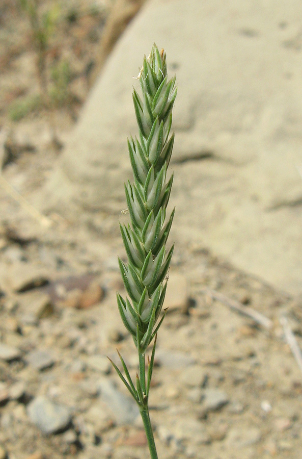 Image of Crucianella angustifolia specimen.