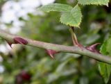 Rosa stylosa. Средняя часть побега. Германия, г. Дюссельдорф, Ботанический сад университета. 02.06.2014.