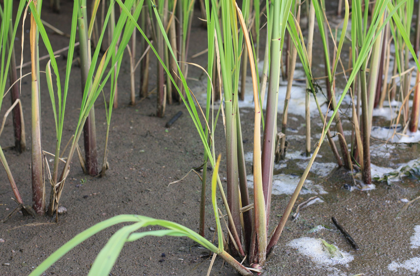 Image of Zizania latifolia specimen.