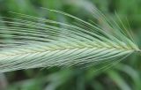 Hordeum murinum