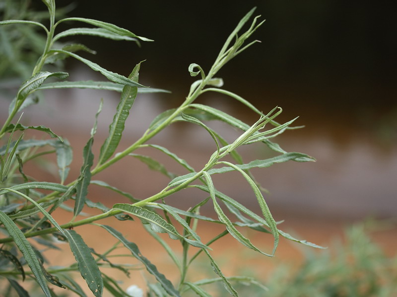 Image of Salix viminalis specimen.