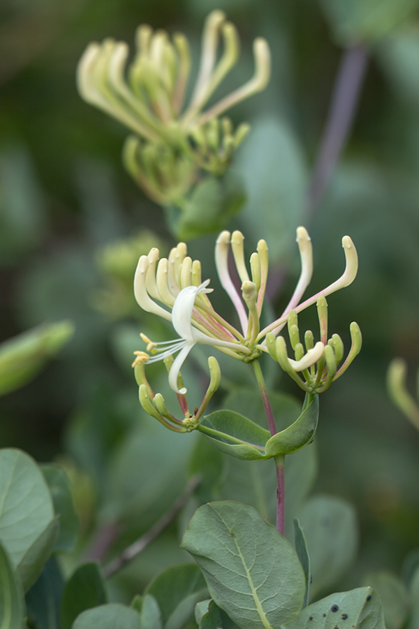 Image of Lonicera etrusca specimen.