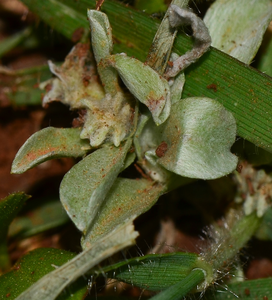 Image of Micropus supinus specimen.