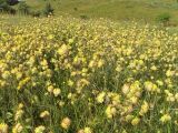 Anthyllis macrocephala