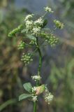 Apium graveolens. Соцветия и соплодия. Крым, Севастополь, окр. пос. Любимовка. 26.07.2014.