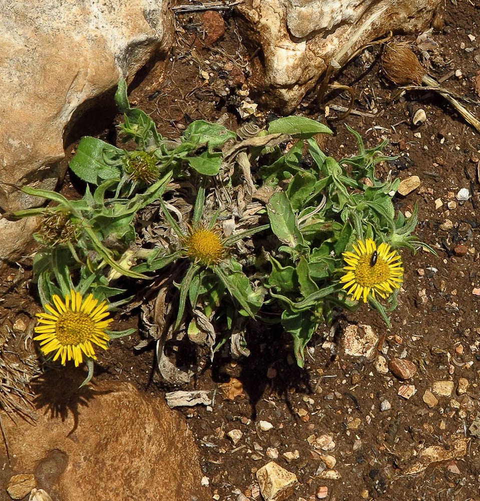 Изображение особи Pallenis spinosa.