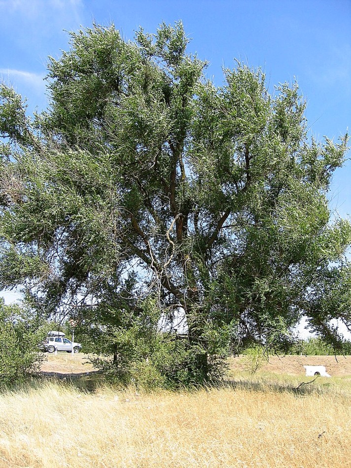 Изображение особи Ulmus pumila.