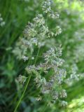 Poa angustifolia. Верхушки цветущих растений. Белгородская обл., Губкинский р-н, запов. \"Белогорье\", \"Ямская степь\", луговая степь. 11 июня 2009 г.