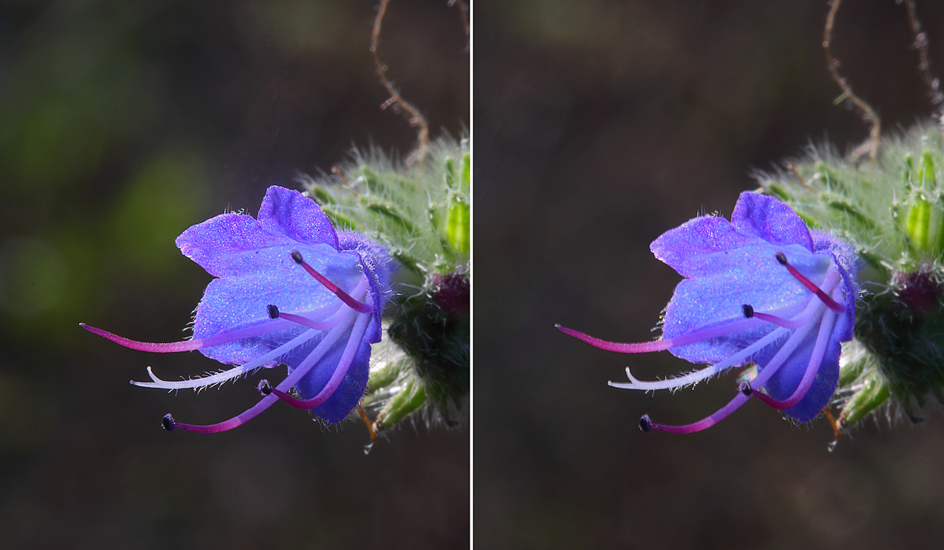 Изображение особи Echium vulgare.