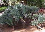 Aloe plicatilis