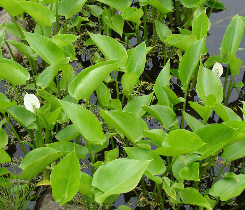 Image of Calla palustris specimen.