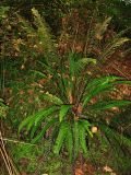 Blechnum spicant