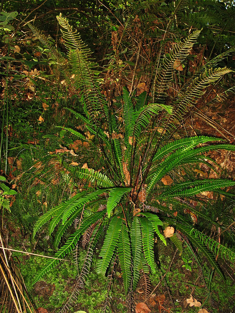 Image of Blechnum spicant specimen.